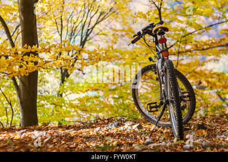 In bicicletta da soli permanente tra l'autunno gli alberi della foresta Foto Stock