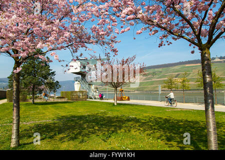 La passeggiata sul lungofiume del Reno a Bingen am Rhein, a molla, Fiore di Ciliegio ornamentale alberi, scuotipaglia Foto Stock