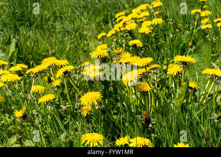 Comune di tarassaco (Taraxacum officinale) in fiore che cresce in un prato Foto Stock