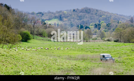 Pecore, pastore e sheepdogs nella campagna inglese. Un agricoltore allevamenti ovini nel Wiltshire, circondato da colline e veicolo 4x4 Foto Stock