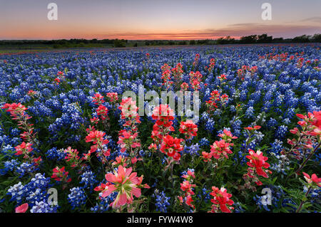 Fiore selvatico Bluebonnet nella città di Ennis, Texas, Stati Uniti d'America, al tramonto, crepuscolo Foto Stock