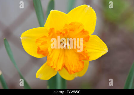 Daffodil fiore giallo macro, jonquil fiore di primavera crescente in privato back yard, narcisi in fiore in aprile a inizio primavera Foto Stock