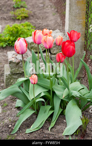 Rosso di grande fioritura di tulipani ammassarsi vicino al recinto di filo, coltivazione di fiori di primavera in privato back yard, che fiorisce in aprile il tempo primaverile Foto Stock