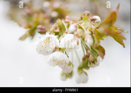Prunus susino fiori macro, rigogliosa pianta infiorescenza sul ramoscello closeup, poco blossoms racemo, albero fioritura dettaglio. Foto Stock