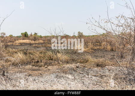 Nero di cenere granello di fuliggine e di stoppie. Campo bruciato il concetto di fattoria Foto Stock