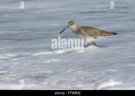 Willet foraggio per il cibo in avanzamento di schiuma di mare Foto Stock