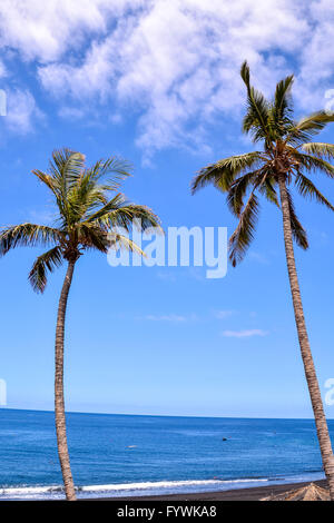 Palm Tree al vento Foto Stock
