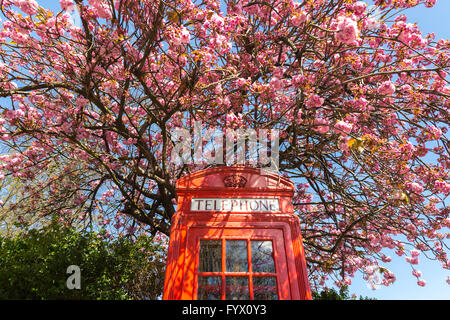 Fiore di Ciliegio e di un tipico telefono rosso scatola in Londra, Regno Unito Foto Stock