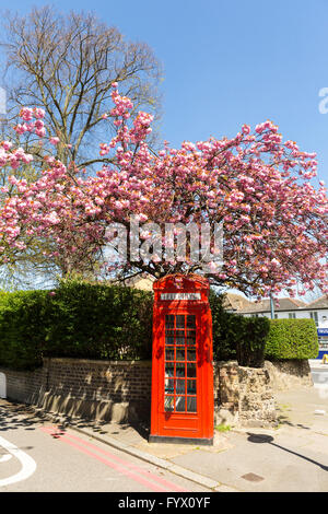 Fiore di Ciliegio e di un tipico telefono rosso scatola in Londra, Regno Unito Foto Stock