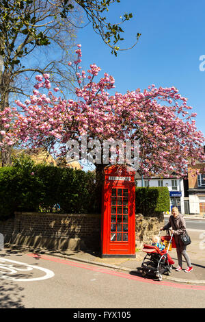 Fiore di Ciliegio e di un tipico telefono rosso scatola in Londra, Regno Unito Foto Stock