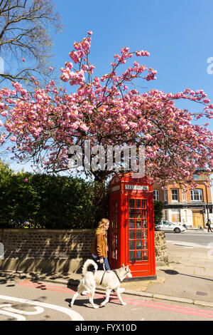 Fiore di Ciliegio e di un tipico telefono rosso scatola in Londra, Regno Unito Foto Stock