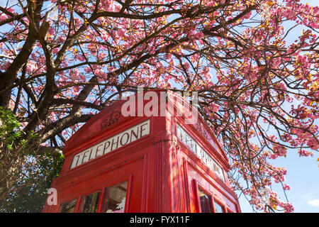 Fiore di Ciliegio e di un tipico telefono rosso scatola in Londra, Regno Unito Foto Stock