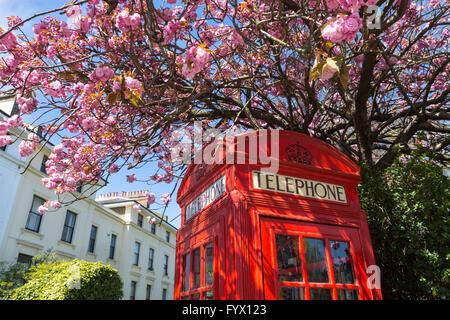 Fiore di Ciliegio e di un tipico telefono rosso scatola in Londra, Regno Unito Foto Stock