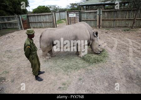 Nanyuki, Kenya's Ol Pejeta Wildlife Conservancy. 28 apr, 2016. Il Sudan, l'ultimo maschio della restante noto settentrionale di rinoceronti bianchi nel mondo, mangia le piante del Kenya centrale di Ol Pejeta Wildlife Conservancy, il 28 aprile 2016. Il Sudan è l'ultima voce maschile nord del rinoceronte bianco in tutto il mondo e che vivono in Kenya il Ol Pejeta conservancy. Una squadra di rangers armati a turno a guardia del mammifero di giorno e di notte.?All'età di 43,?Sudan?è troppo vecchio per accoppiarsi come mammifero di solito ha una speranza di vita di 40 anni nel selvaggio, e forse un po' più a lungo in cattività. Credito: Pan Siwei/Xinhua/Alamy Live News Foto Stock