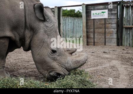 Nanyuki, Kenya's Ol Pejeta Wildlife Conservancy. 28 apr, 2016. Il Sudan, l'ultimo maschio della restante noto settentrionale di rinoceronti bianchi nel mondo, mangia le piante del Kenya centrale di Ol Pejeta Wildlife Conservancy, il 28 aprile 2016. Il Sudan è l'ultima voce maschile nord del rinoceronte bianco in tutto il mondo e che vivono in Kenya il Ol Pejeta conservancy. Una squadra di rangers armati a turno a guardia del mammifero di giorno e di notte.?All'età di 43,?Sudan?è troppo vecchio per accoppiarsi come mammifero di solito ha una speranza di vita di 40 anni nel selvaggio, e forse un po' più a lungo in cattività. Credito: Pan Siwei/Xinhua/Alamy Live News Foto Stock