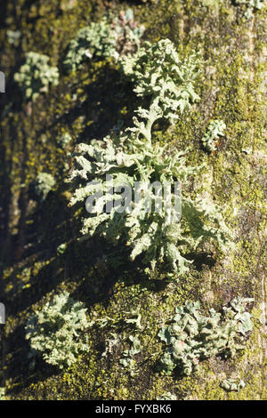 Evernia prunastri, muschio di quercia Foto Stock