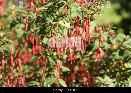 Fuchsia magellanica, Hardy fuchsia Foto Stock