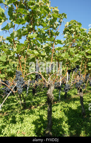 Vitis vinifera Merlot, vitigno Foto Stock