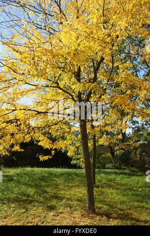 Gleditsia triacanthos, miele locust Foto Stock