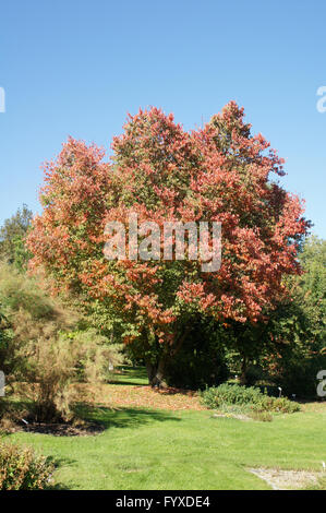 Prunus sargentii, Giapponese hill cherry Foto Stock