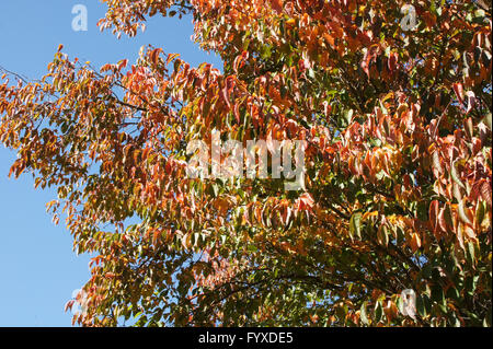 Prunus sargentii, Giapponese hill cherry Foto Stock