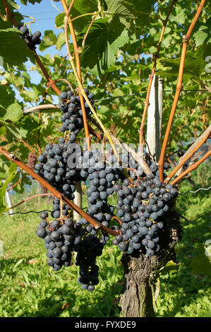 Vitis vinifera Merlot, vitigno Foto Stock