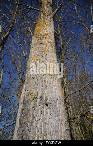 Populus balsamifera, balsamo il pioppo, il tronco vecchio Foto Stock