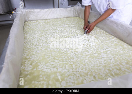 Lavoratore di formaggio su serbatoio in un diario creamery Foto Stock