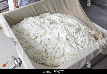 La produzione di formaggio di bufala di lanugine di garza Foto Stock