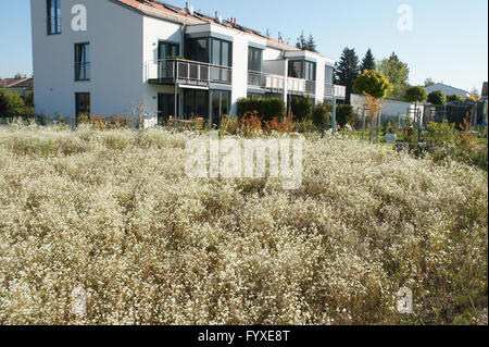 Erigeron annuus, Fleabane annuale Foto Stock