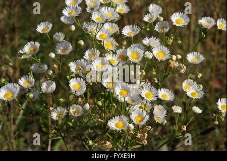 Erigeron annuus, Fleabane annuale Foto Stock