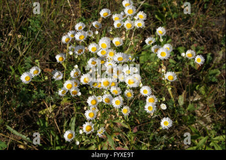 Erigeron annuus, Fleabane annuale Foto Stock