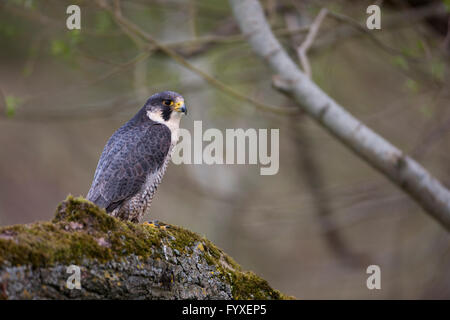 Un falco pellegrino Foto Stock