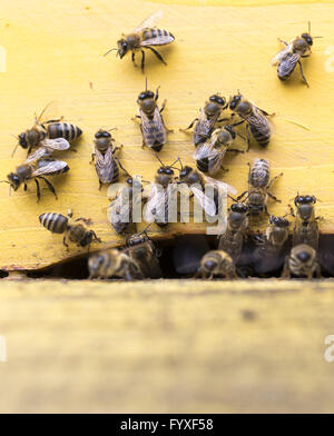 Api mellifere alveare Foto Stock