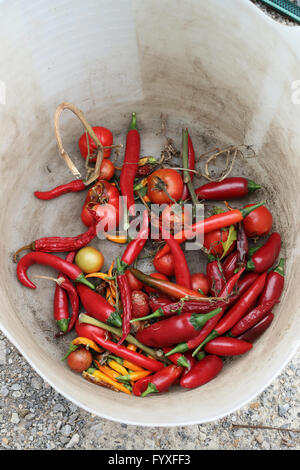 Appena raccolto homegrown red chilis peperoni Foto Stock