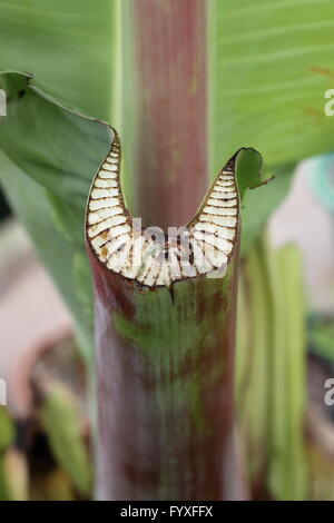 Chiudere l immagine di f rifilato Ensete ventricosum, abissino di banana leaf stelo Foto Stock