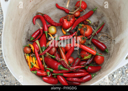 Appena raccolto homegrown red chilis peperoni e pomodori Foto Stock