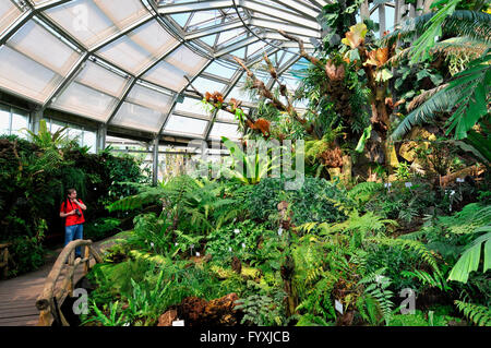 Serra, giardino botanico, Dahlem, Berlino, Germania Foto Stock