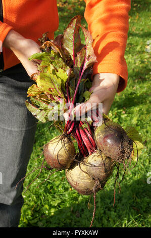 Beta vulgaris, radice di barbabietola, di cottura Foto Stock