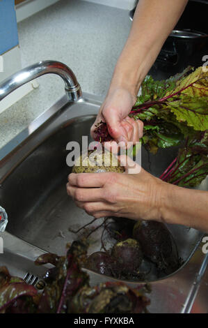 Beta vulgaris, radice di barbabietola, di cottura Foto Stock