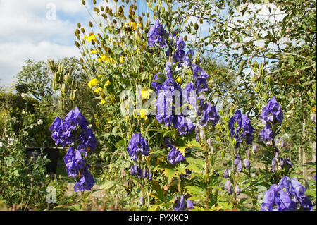 Aconitum napellus, Aconitum Foto Stock