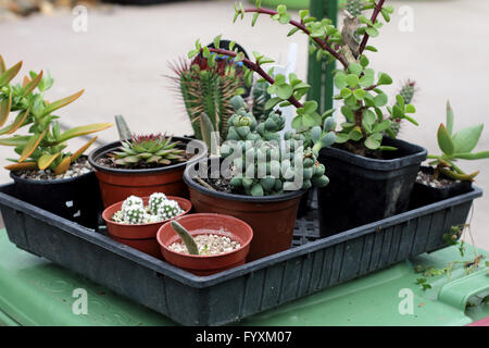 Varietà di piante succulente in un vassoio di plastica Foto Stock