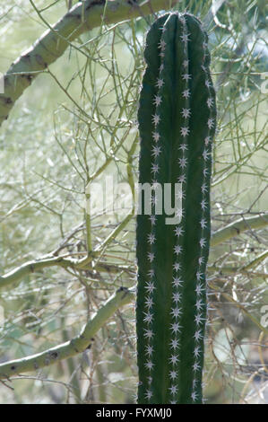 Pachycereus pecten aboriginum Foto Stock