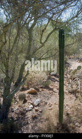 Pachycereus pecten abroiginum, Mesquite tree Foto Stock