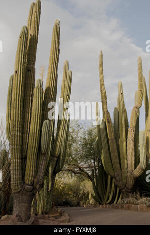 Pachycereus Pringlei, Cardon,mondi più grande cactus Foto Stock