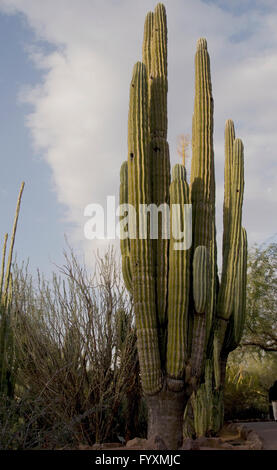 Pachycereus Pringlei, Cardon,mondi più grande cactus Foto Stock