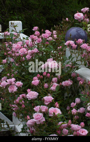 Rosa, Rosa Jeanne la joie Foto Stock