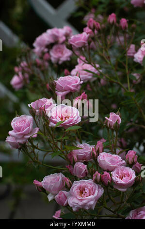 Rosa, Rosa ,Jeanne la joie , rosa vecchio cimelio di famiglia, Foto Stock