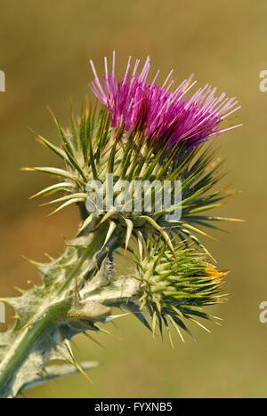 Scotch thistle, Onopordum acanthium. Foto Stock