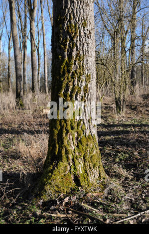 Populus balsamifera, balsamo del legno di pioppo, trunk Foto Stock